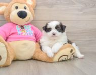 5 week old Shih Pom Puppy For Sale - Lone Star Pups