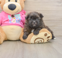 6 week old Shih Pom Puppy For Sale - Lone Star Pups