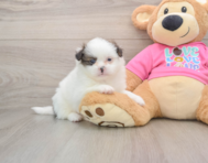 5 week old Shih Pom Puppy For Sale - Lone Star Pups