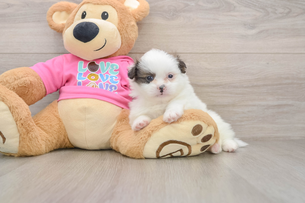 Shih Pom Pup Being Cute