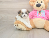 5 week old Shih Pom Puppy For Sale - Lone Star Pups
