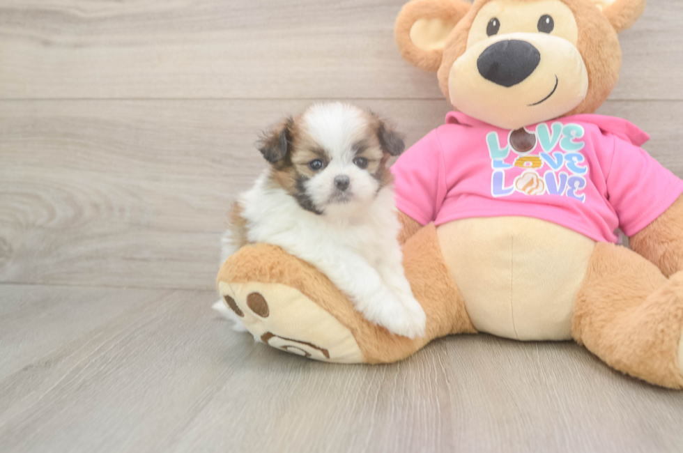 5 week old Shih Pom Puppy For Sale - Lone Star Pups