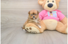 Shih Pom Puppy for Adoption