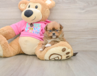 7 week old Shih Pom Puppy For Sale - Lone Star Pups
