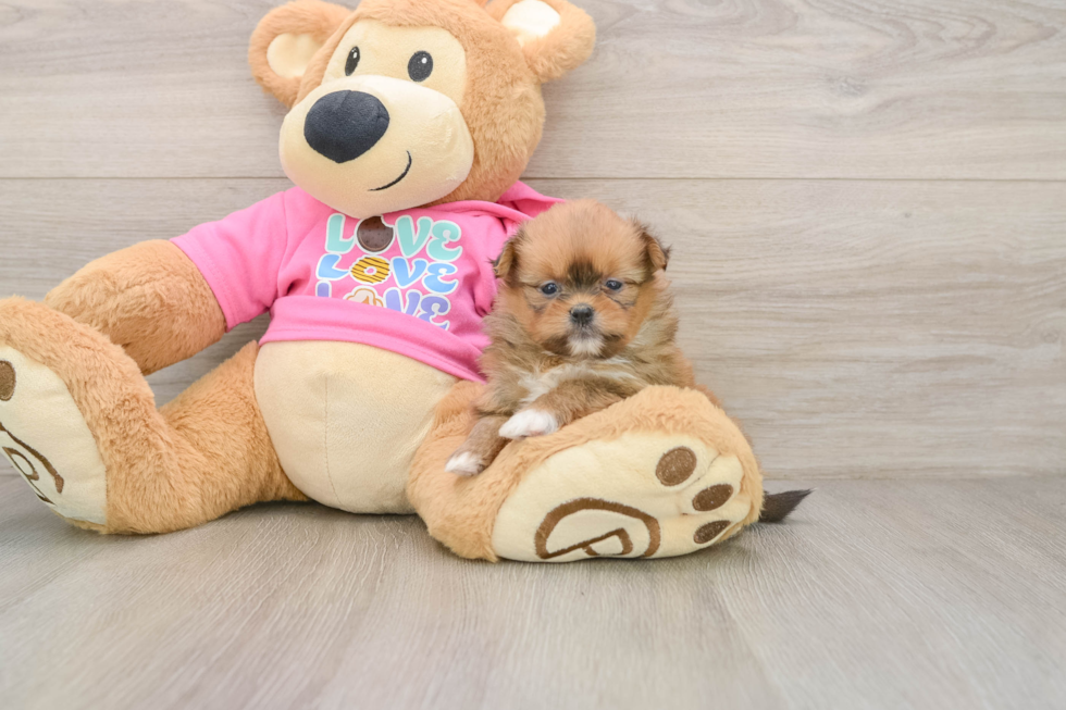 Best Shih Pom Baby