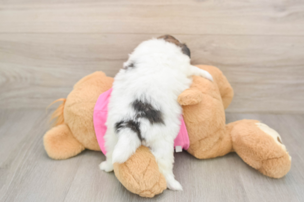 Sweet Shih Pom Baby