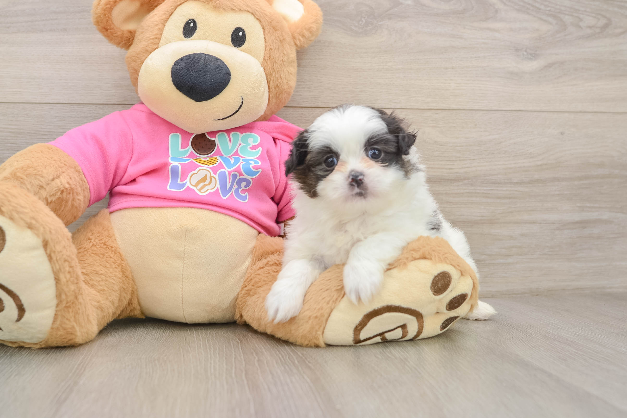 Happy Shih Pom Baby