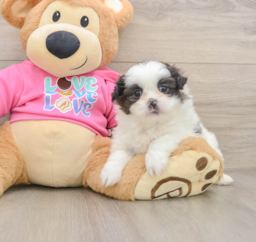 6 week old Shih Pom Puppy For Sale - Lone Star Pups