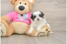 Happy Shih Pom Baby