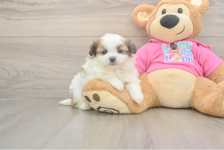 Best Shih Pom Baby
