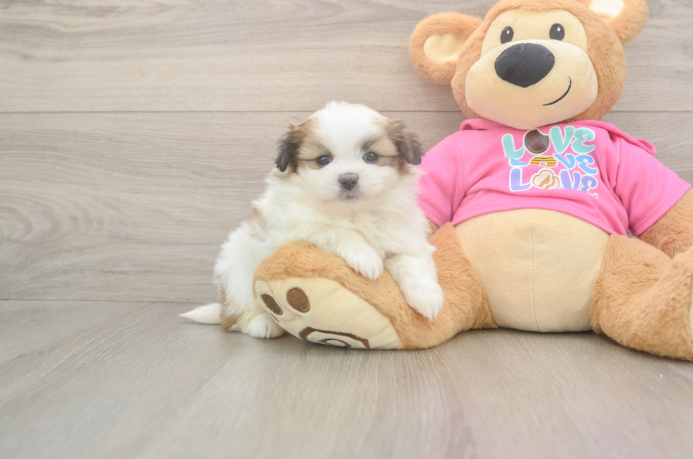 5 week old Shih Pom Puppy For Sale - Lone Star Pups