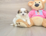 5 week old Shih Pom Puppy For Sale - Lone Star Pups 5 week old Shih Pom Puppy For Sale - Lone Star Pups