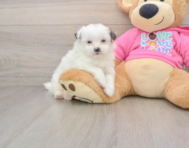 7 week old Shih Pom Puppy For Sale - Lone Star Pups