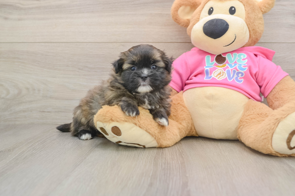 Funny Shih Pom Designer Pup