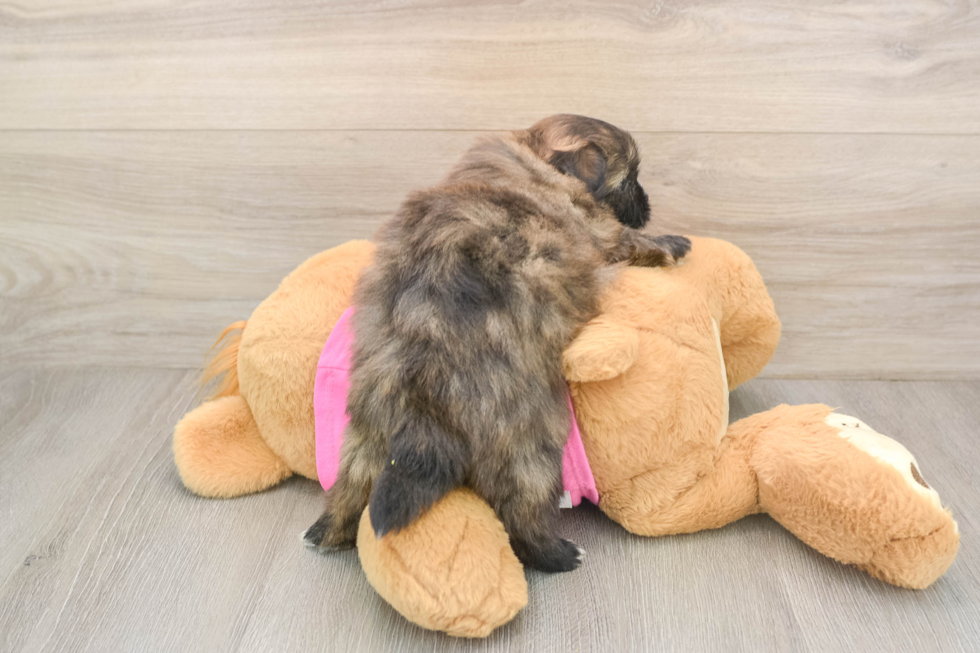 Funny Shih Pom Designer Pup