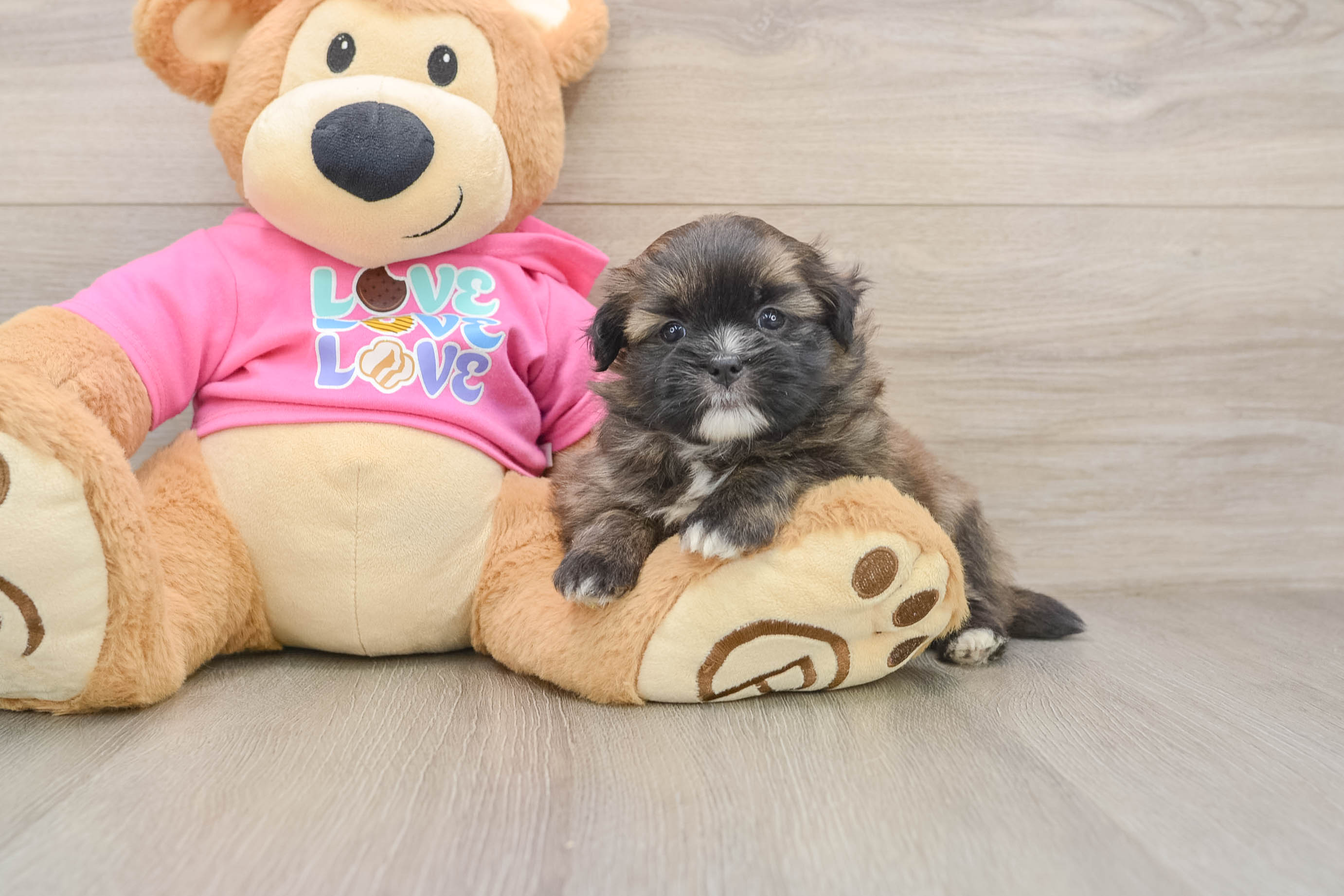 Best Shih Pom Baby