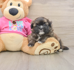 7 week old Shih Pom Puppy For Sale - Lone Star Pups
