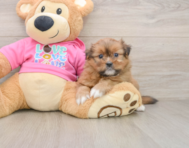 5 week old Shih Pom Puppy For Sale - Lone Star Pups
