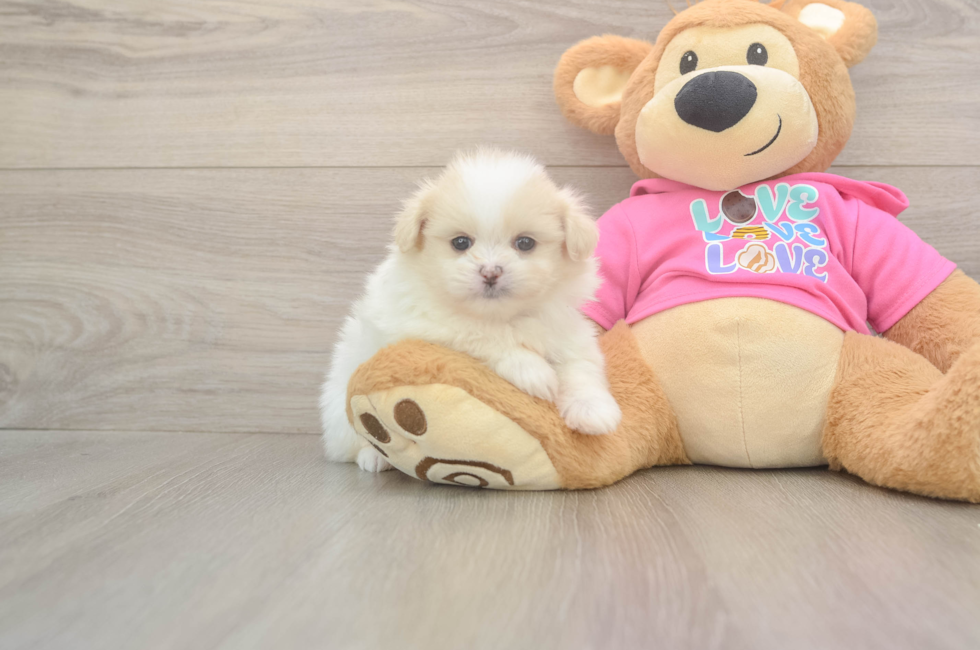 5 week old Shih Pom Puppy For Sale - Lone Star Pups