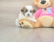 5 week old Shih Pom Puppy For Sale - Lone Star Pups