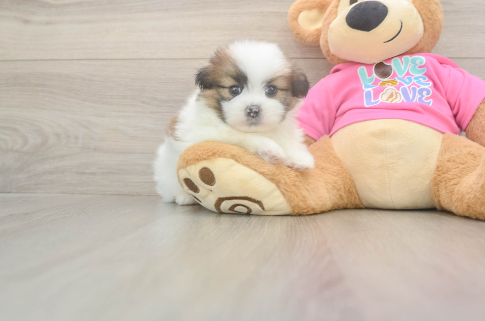 5 week old Shih Pom Puppy For Sale - Lone Star Pups