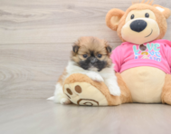 7 week old Shih Pom Puppy For Sale - Lone Star Pups