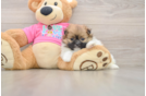Shih Pom Puppy for Adoption