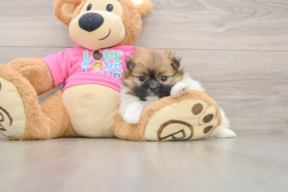 Shih Pom Puppy for Adoption