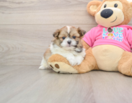 7 week old Shih Pom Puppy For Sale - Lone Star Pups