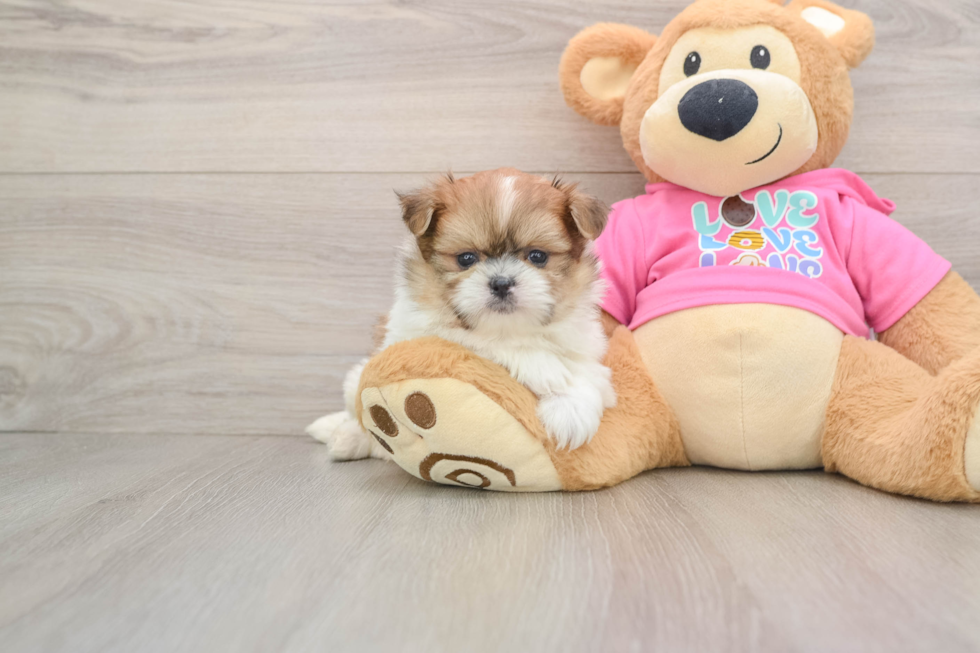 Playful Shiranian Designer Puppy