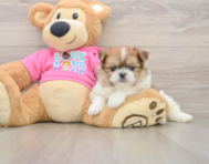 6 week old Shih Pom Puppy For Sale - Lone Star Pups