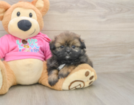 5 week old Shih Pom Puppy For Sale - Lone Star Pups