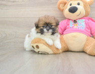 6 week old Shih Pom Puppy For Sale - Lone Star Pups