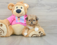 6 week old Shih Pom Puppy For Sale - Lone Star Pups