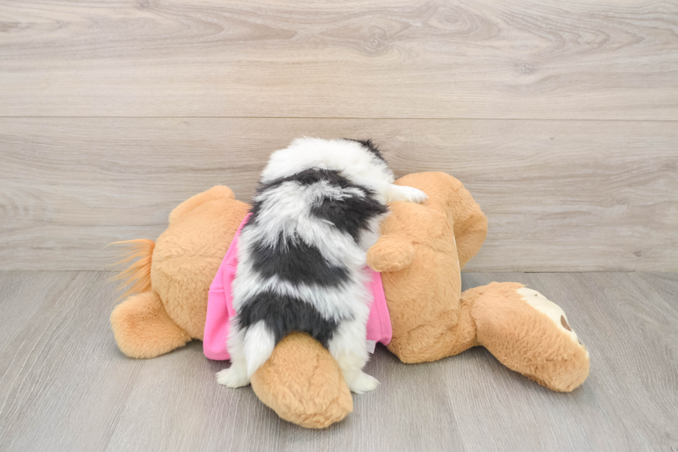 Shih Pom Pup Being Cute