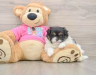 7 week old Shih Pom Puppy For Sale - Lone Star Pups