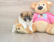6 week old Shih Pom Puppy For Sale - Lone Star Pups