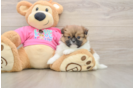 Shih Pom Puppy for Adoption