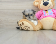 6 week old Shih Pom Puppy For Sale - Lone Star Pups