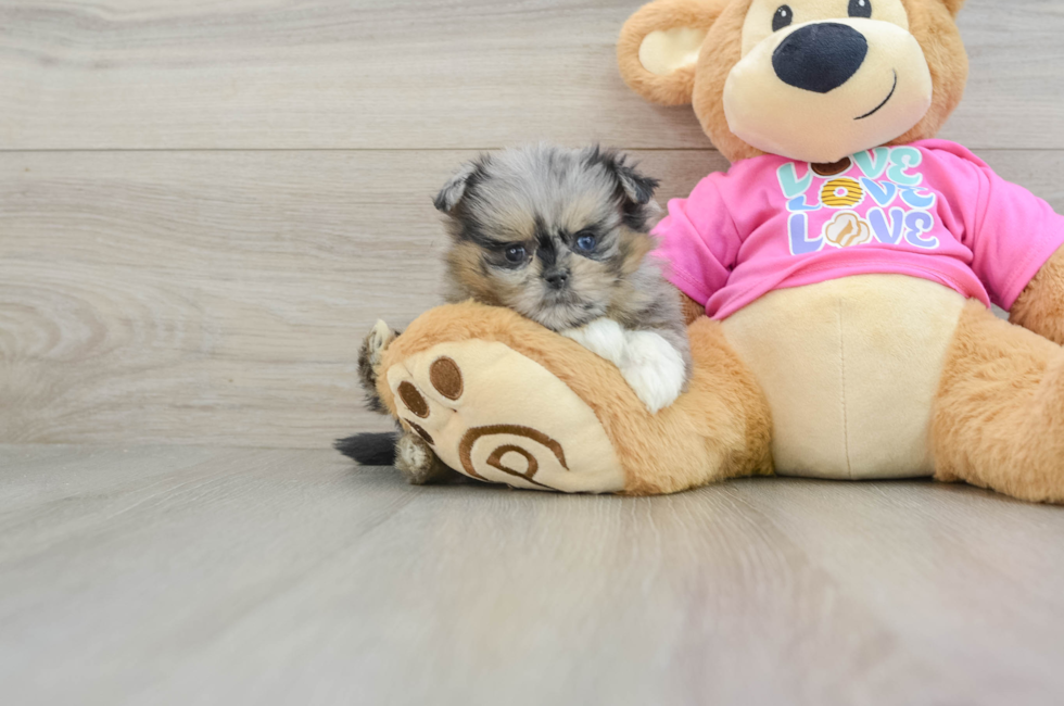 6 week old Shih Pom Puppy For Sale - Lone Star Pups