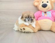 7 week old Shih Pom Puppy For Sale - Lone Star Pups