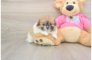 Smart Shih Pom Designer Pup