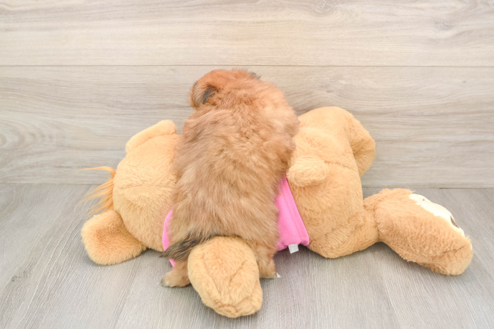 Hypoallergenic Pomtzu Designer Puppy