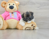 6 week old Shih Pom Puppy For Sale - Lone Star Pups