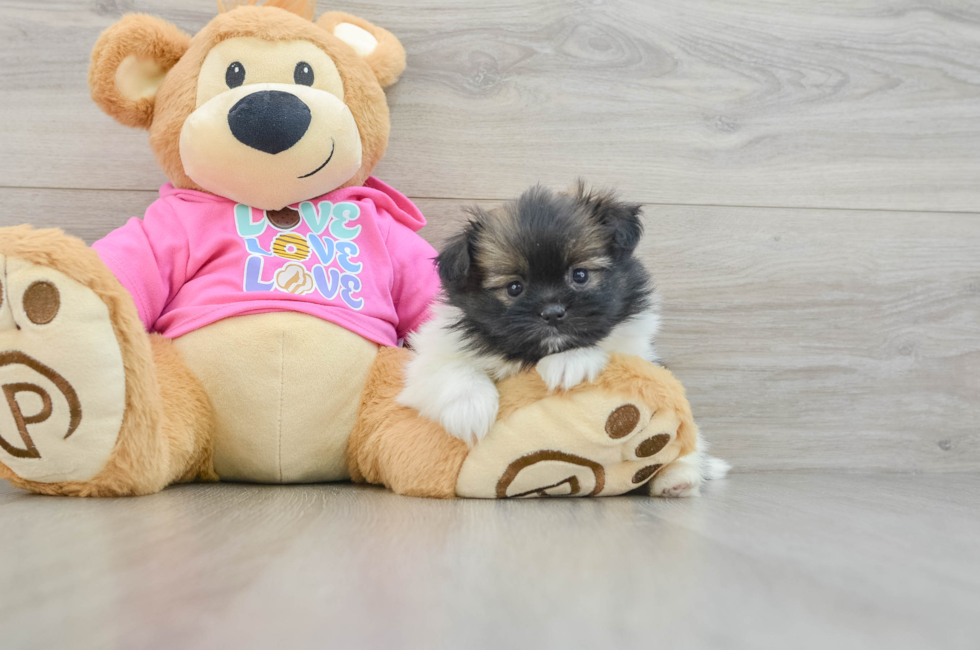 6 week old Shih Pom Puppy For Sale - Lone Star Pups