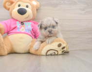 6 week old Shih Pom Puppy For Sale - Lone Star Pups