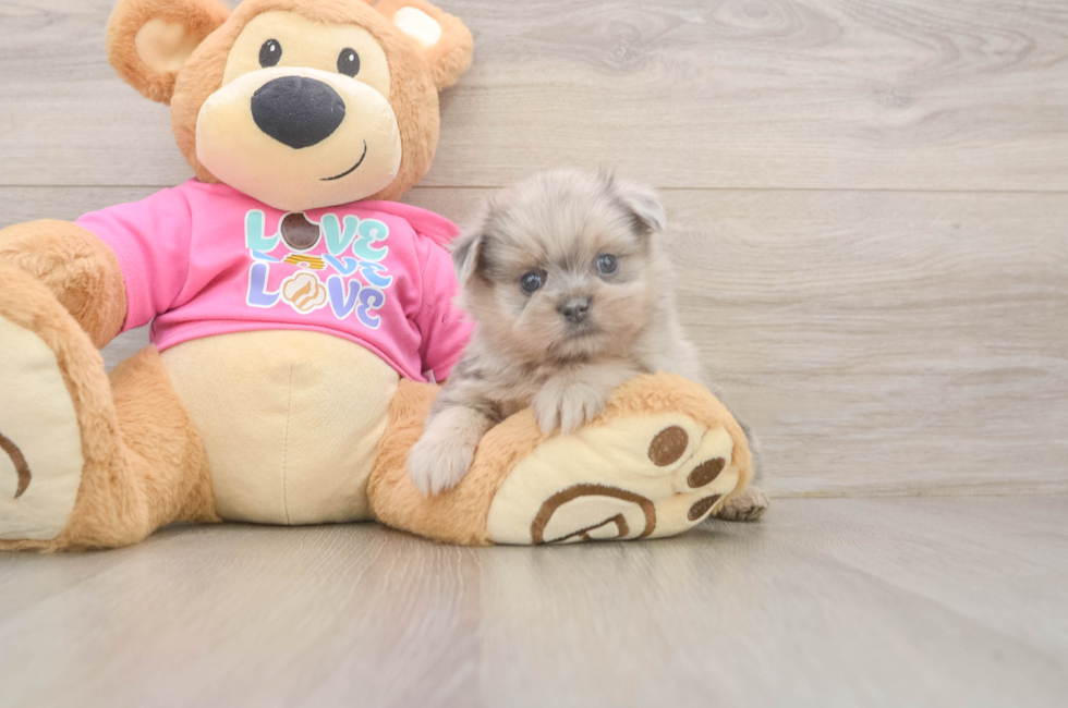 5 week old Shih Pom Puppy For Sale - Lone Star Pups