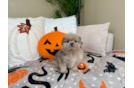 Cute Shih Pom Designer Pup