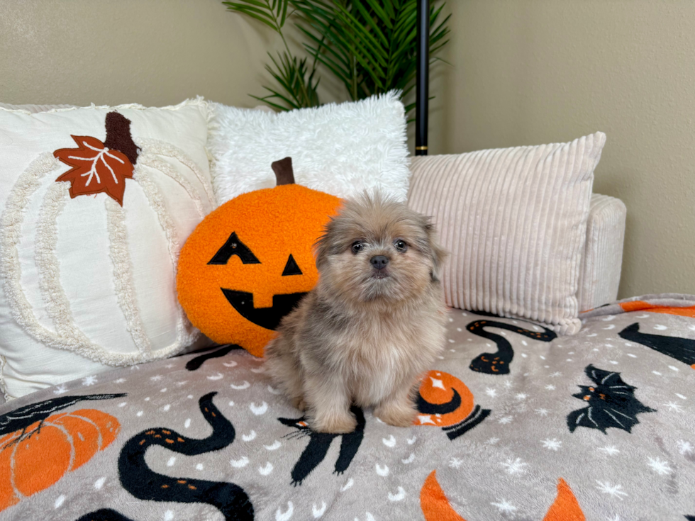 Cute Shih Pom Designer Pup