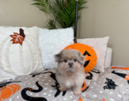 9 week old Shih Pom Puppy For Sale - Lone Star Pups